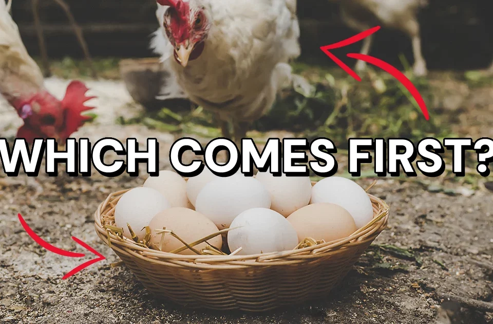 Content-First Design Theory